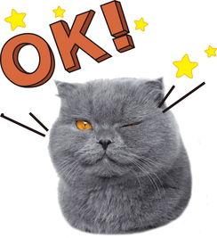 娱乐吃瓜君与猫,揭秘娱乐圈的萌宠生活